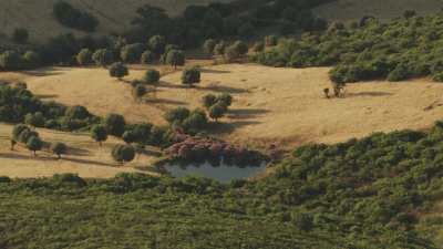 Campagne algérienne près de Guelma