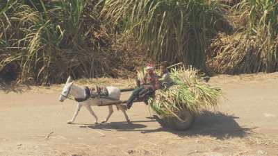 Transport des cannes à sucre sur de petites charrettes
