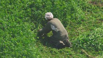 Arrachage dans les champs