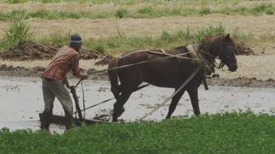 Labourage manuel avec un cheval dans les terres inondées