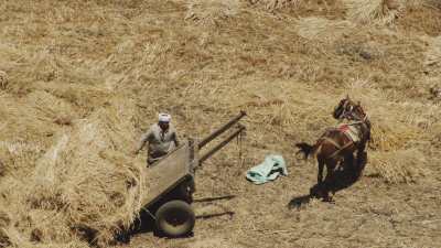 Attelage du cheval dans le champs