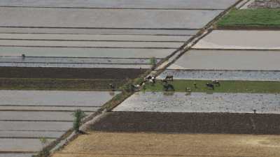 Troupeau de vaches qui broute