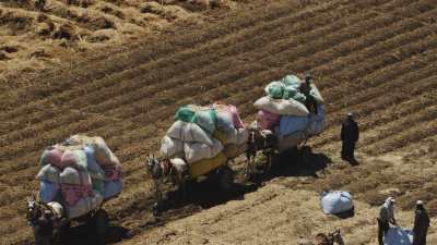 Chevaux chargés en sacs de blé