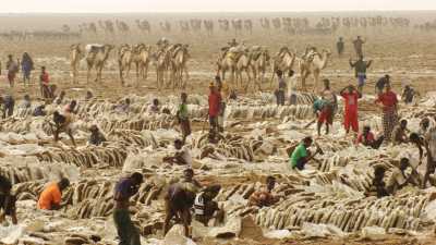 La pénible extraction du sel sur le lac Assal