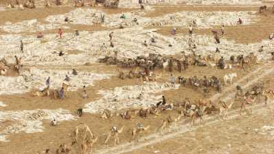 La pénible extraction du sel sur le lac Assal