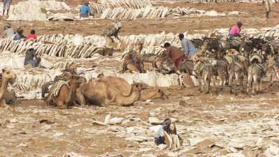 La pénible extraction du sel sur le lac Assal