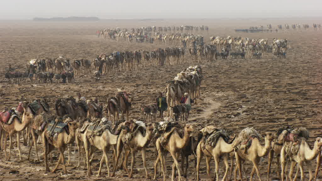 La pénible extraction du sel sur le lac Assal
