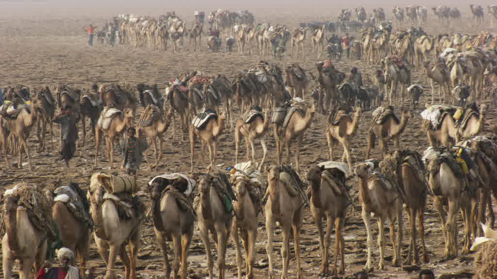 La pénible extraction du sel sur le lac Assal
