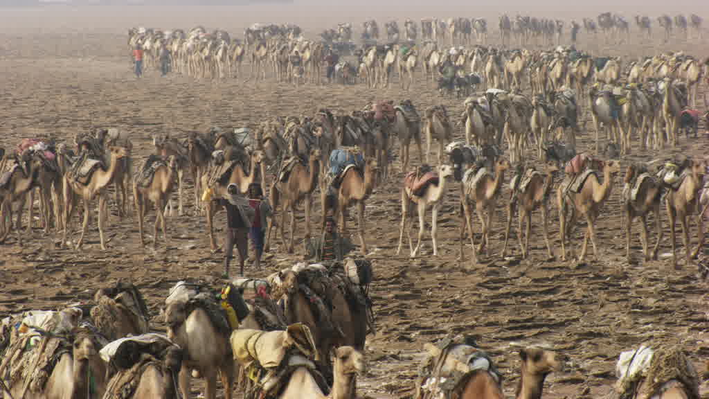 La pénible extraction du sel sur le lac Assal