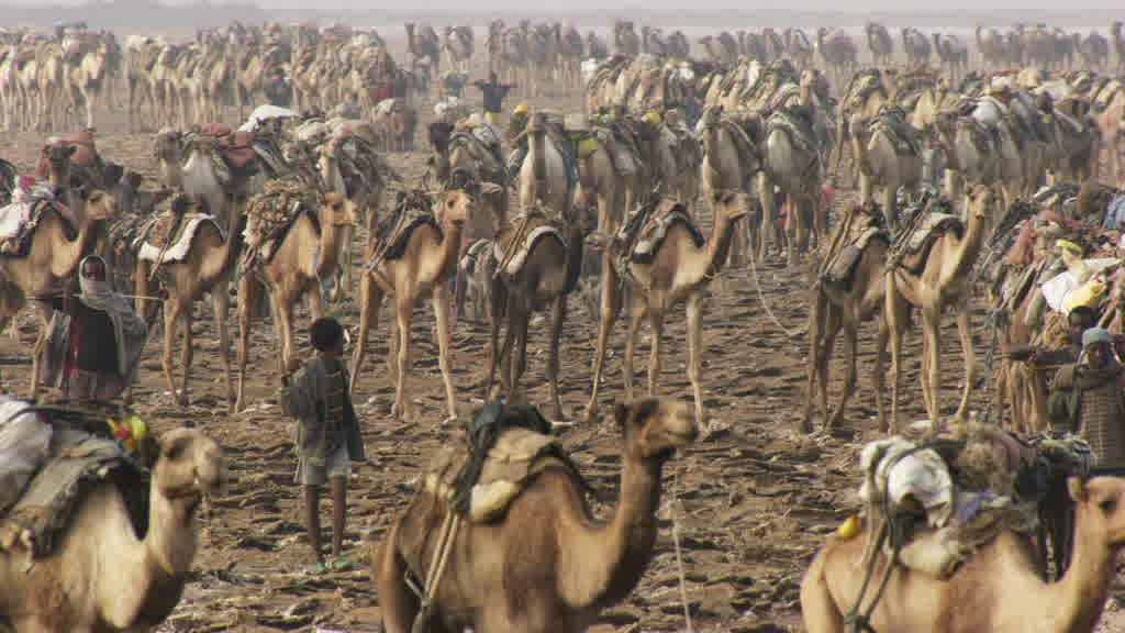 La pénible extraction du sel sur le lac Assal