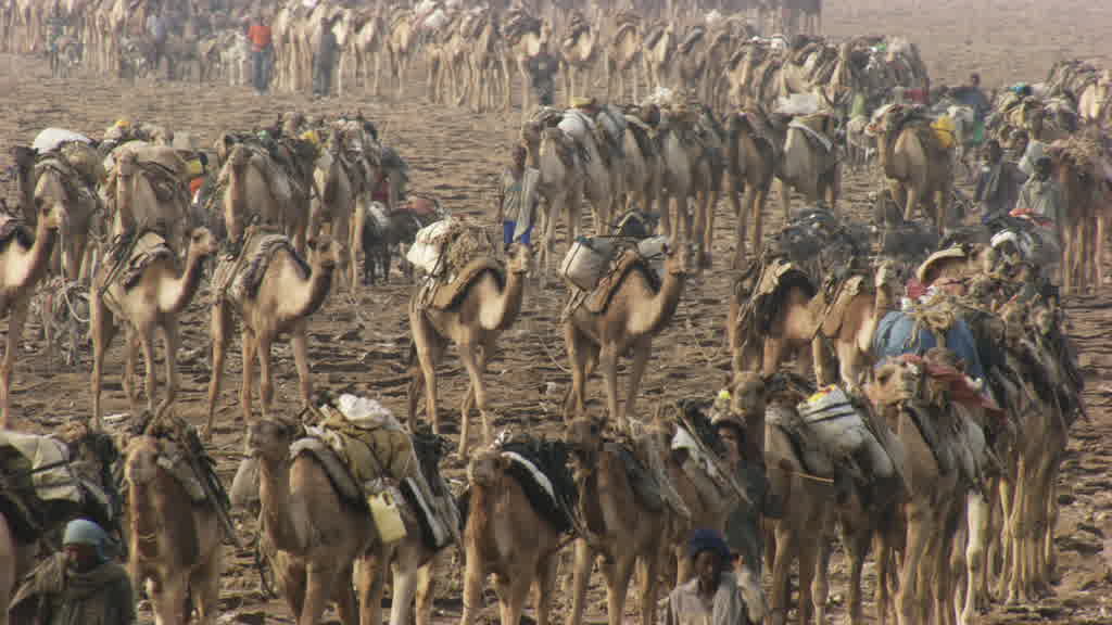 La pénible extraction du sel sur le lac Assal