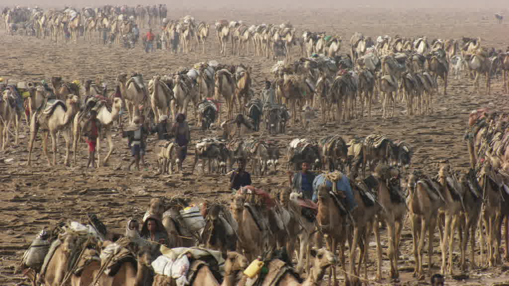 La pénible extraction du sel sur le lac Assal