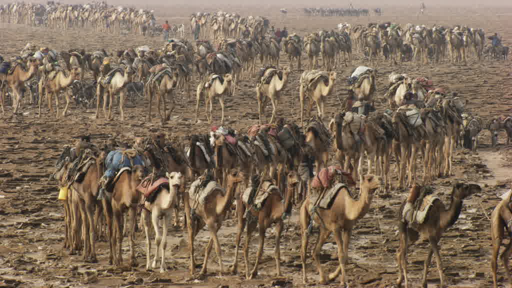 Caravane de dromadaires et exploitation traditionnelle du sel sur le lac Assal