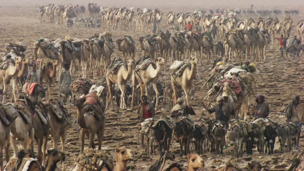 Caravane de dromadaires et exploitation traditionnelle du sel sur le lac Assal