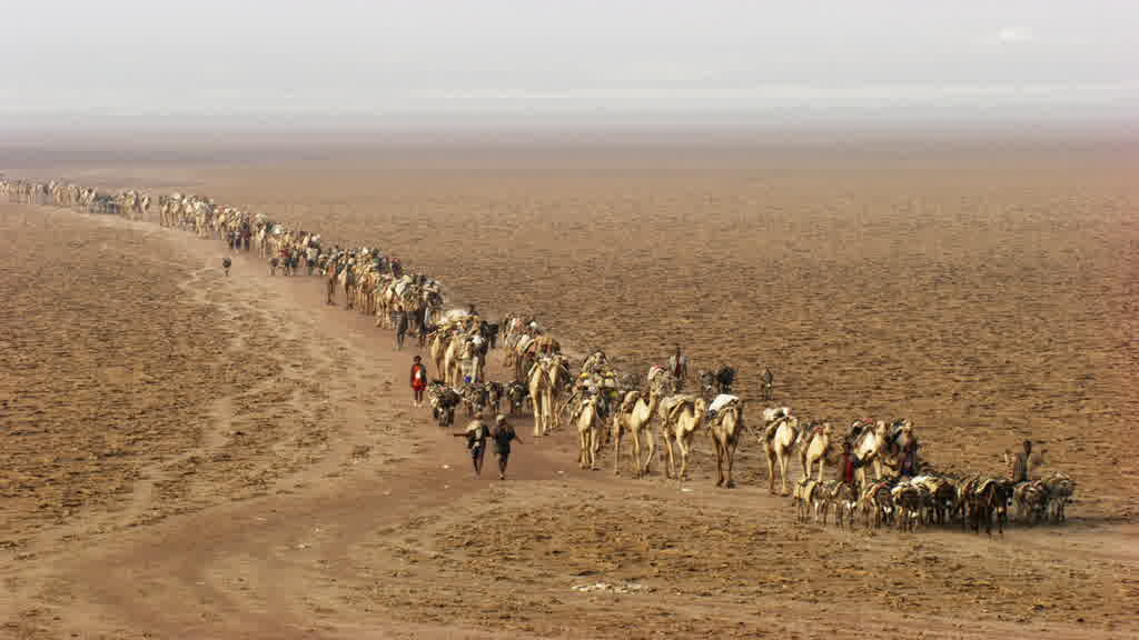 Caravane de dromadaires et exploitation traditionnelle du sel sur le lac Assal