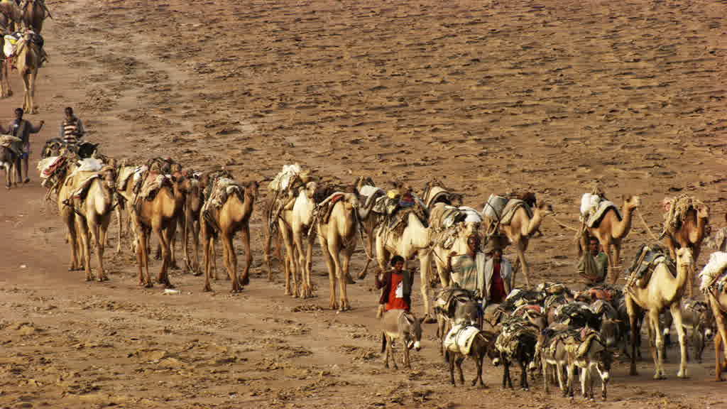 Caravane de dromadaires et exploitation traditionnelle du sel sur le lac Assal