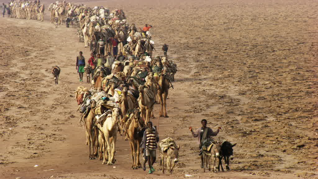Caravane de dromadaires et exploitation traditionnelle du sel sur le lac Assal