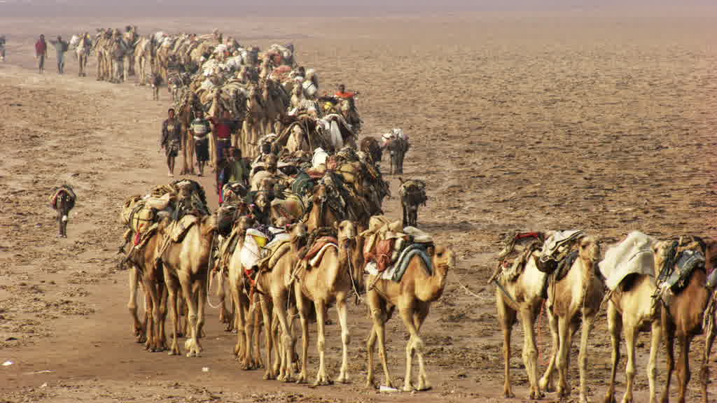 Caravane de dromadaires et exploitation traditionnelle du sel sur le lac Assal
