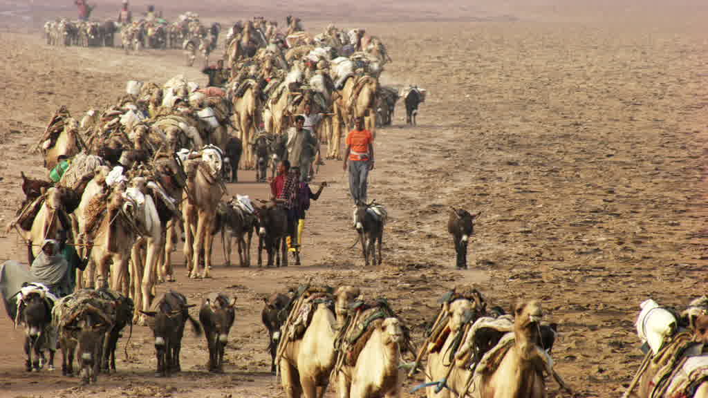 Caravane de dromadaires et exploitation traditionnelle du sel sur le lac Assal
