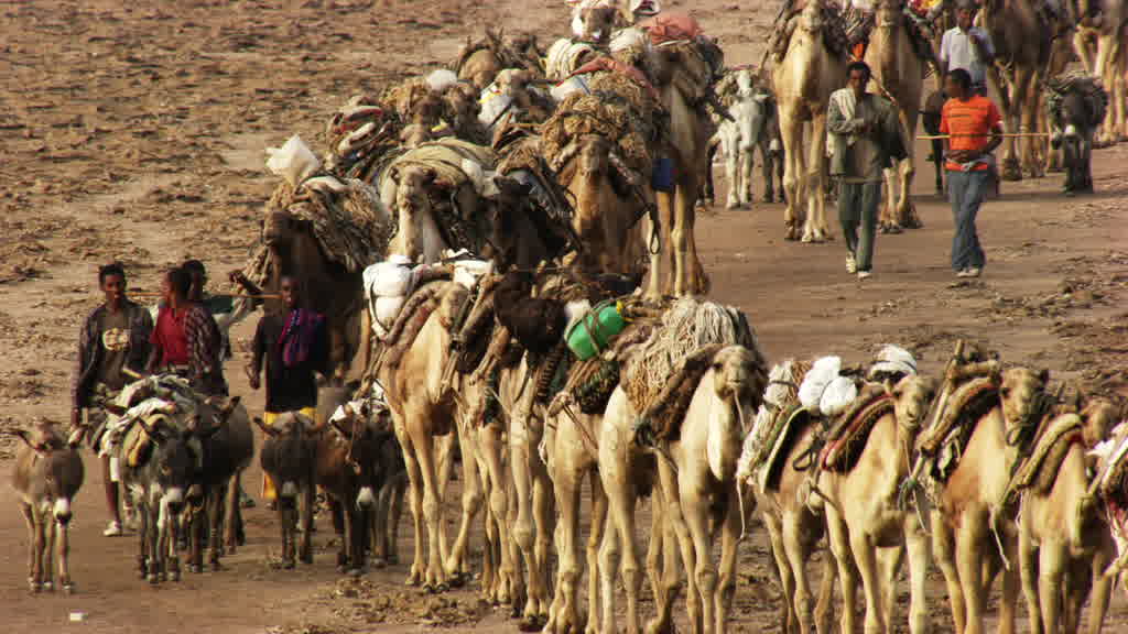 Caravane de dromadaires et exploitation traditionnelle du sel sur le lac Assal