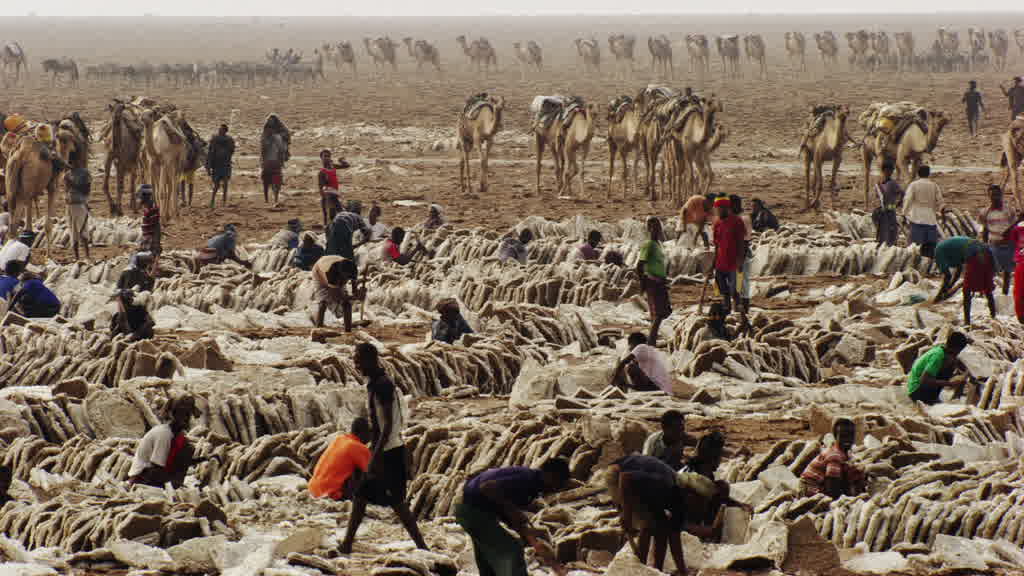 Caravane de dromadaires et exploitation traditionnelle du sel sur le lac Assal
