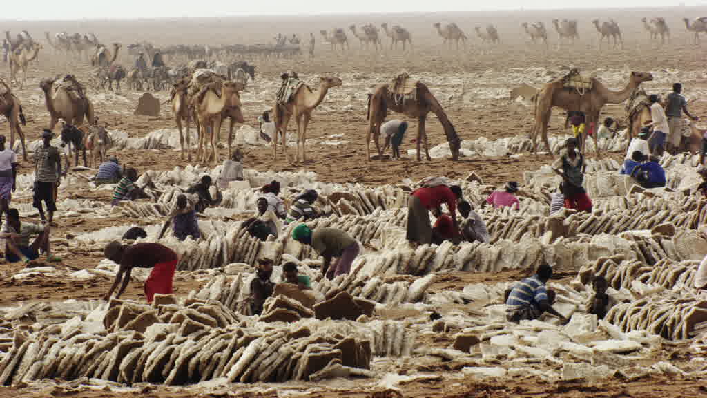 Caravane de dromadaires et exploitation traditionnelle du sel sur le lac Assal