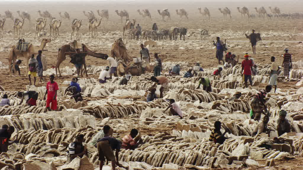Caravane de dromadaires et exploitation traditionnelle du sel sur le lac Assal