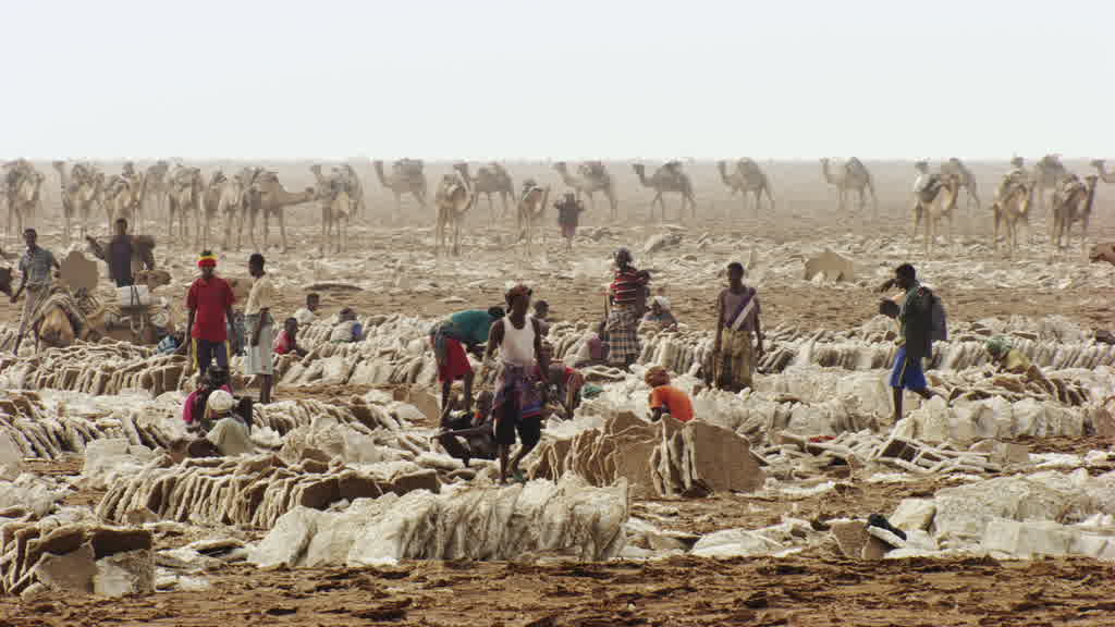 Caravane de dromadaires et exploitation traditionnelle du sel sur le lac Assal