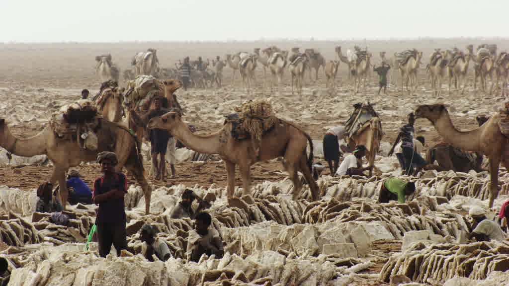 Caravane de dromadaires et exploitation traditionnelle du sel sur le lac Assal