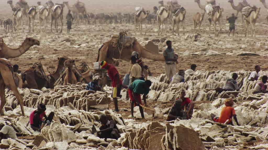 Caravane de dromadaires et exploitation traditionnelle du sel sur le lac Assal