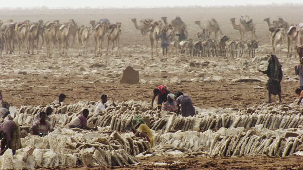 Caravane de dromadaires et exploitation traditionnelle du sel sur le lac Assal