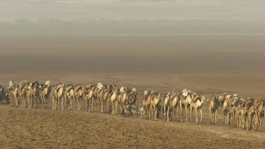 Caravane de dromadaires et exploitation traditionnelle du sel sur le lac Assal