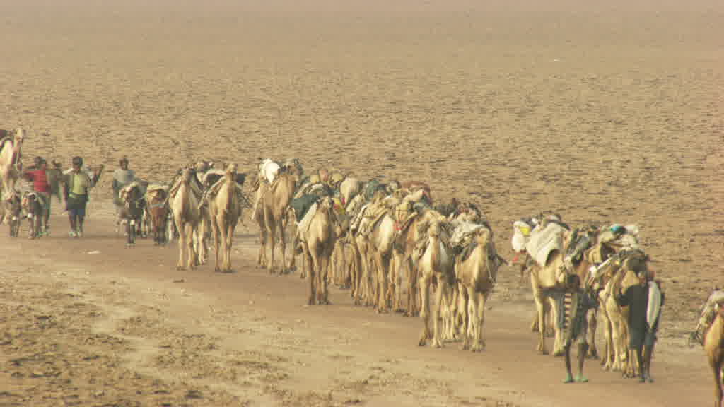 Caravane de dromadaires et exploitation traditionnelle du sel sur le lac Assal