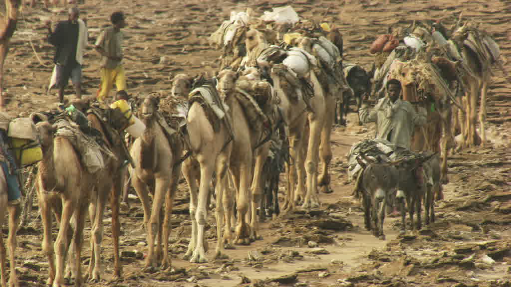 Caravane de dromadaires et exploitation traditionnelle du sel sur le lac Assal