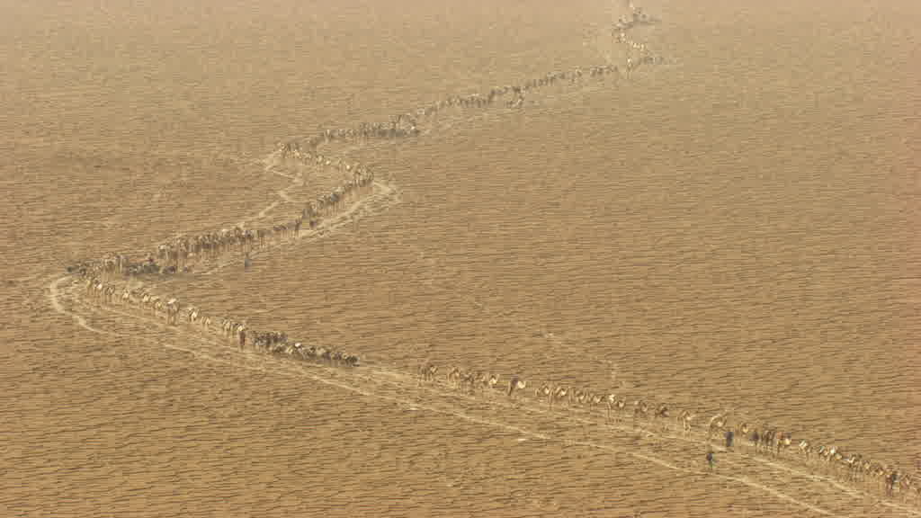 Caravane de dromadaires et exploitation traditionnelle du sel sur le lac Assal