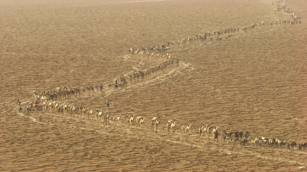 Caravane de dromadaires et exploitation traditionnelle du sel sur le lac Assal