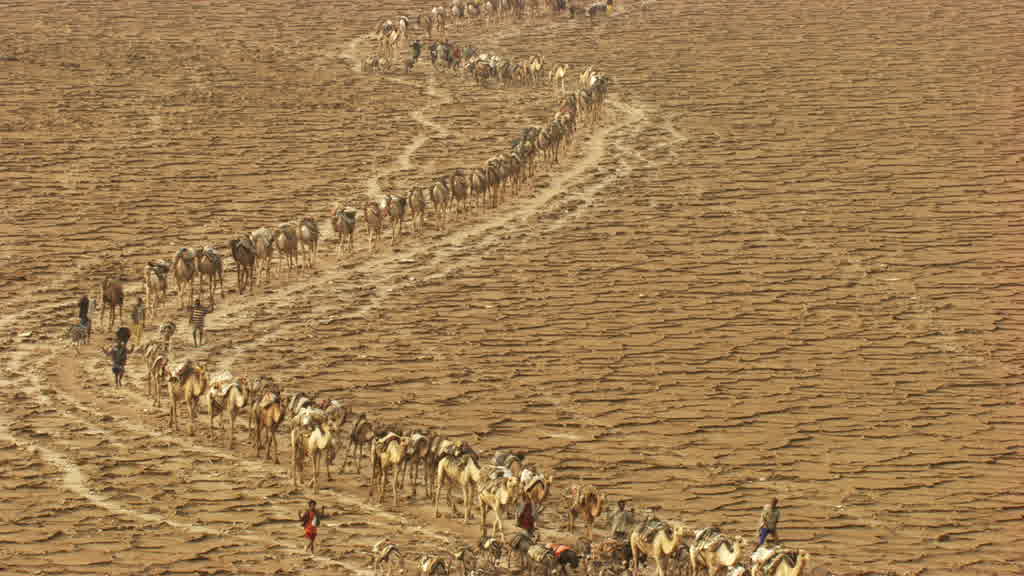 Caravane de dromadaires et exploitation traditionnelle du sel sur le lac Assal