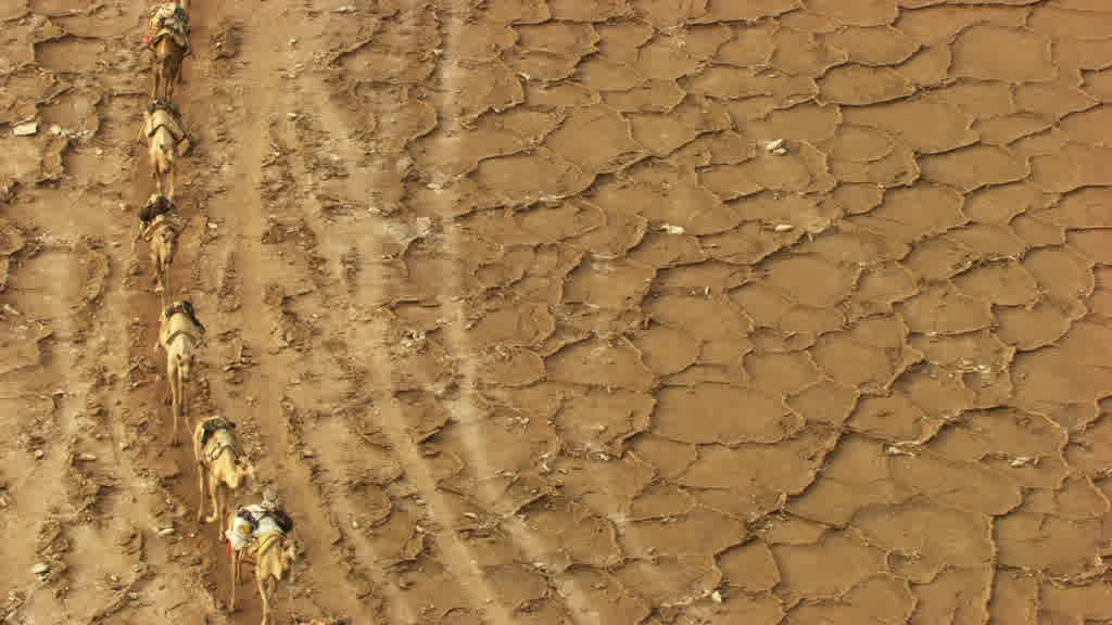 Caravane de dromadaires et exploitation traditionnelle du sel sur le lac Assal