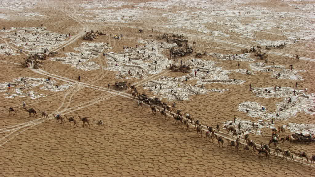 Caravane de dromadaires et exploitation traditionnelle du sel sur le lac Assal