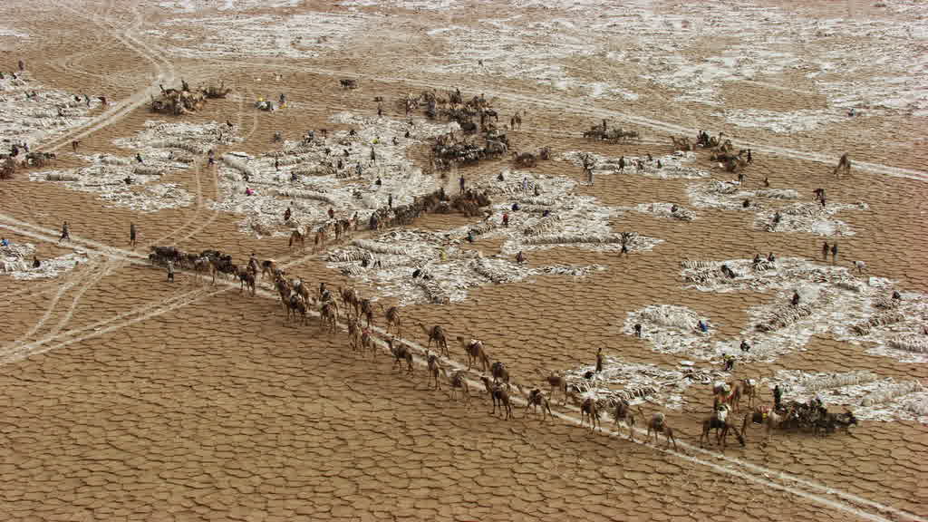 Caravane de dromadaires et exploitation traditionnelle du sel sur le lac Assal