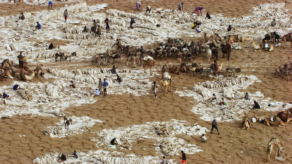 Caravane de dromadaires et exploitation traditionnelle du sel sur le lac Assal