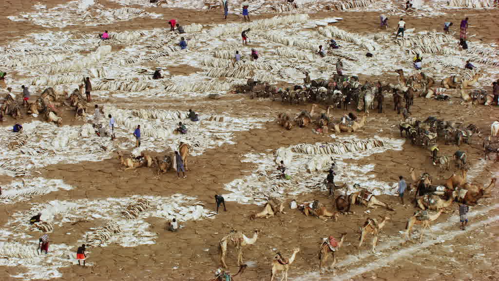 Caravane de dromadaires et exploitation traditionnelle du sel sur le lac Assal