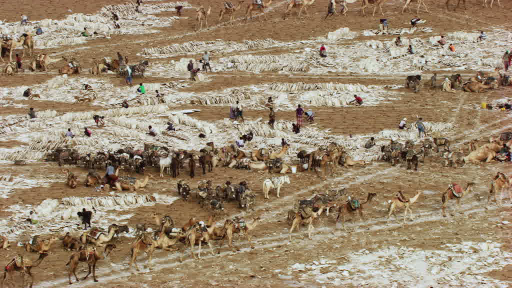 Caravane de dromadaires et exploitation traditionnelle du sel sur le lac Assal
