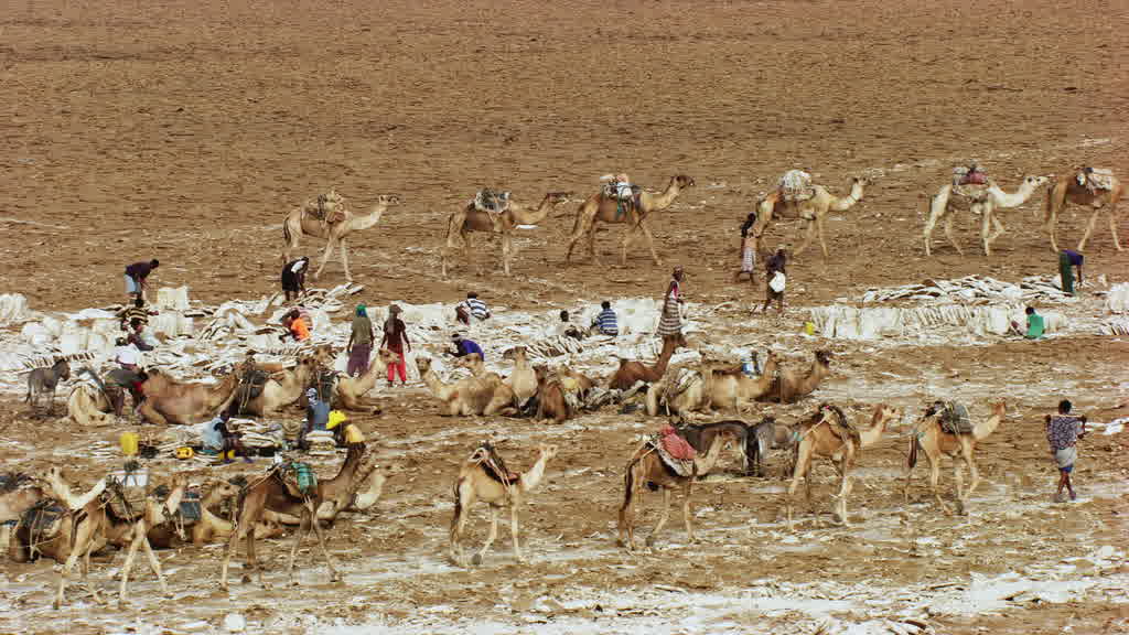 Caravane de dromadaires et exploitation traditionnelle du sel sur le lac Assal