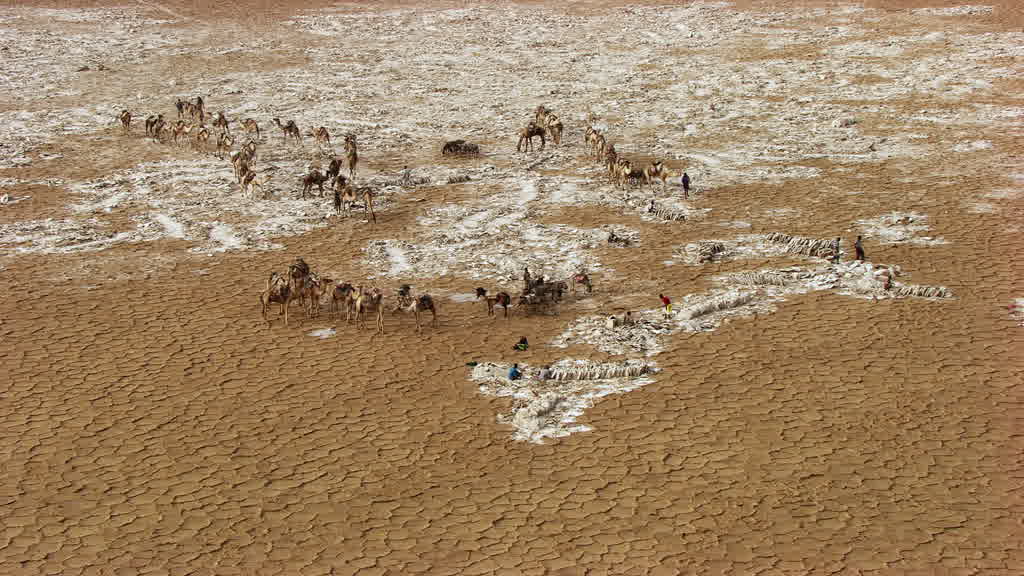 Caravane de dromadaires et exploitation traditionnelle du sel sur le lac Assal