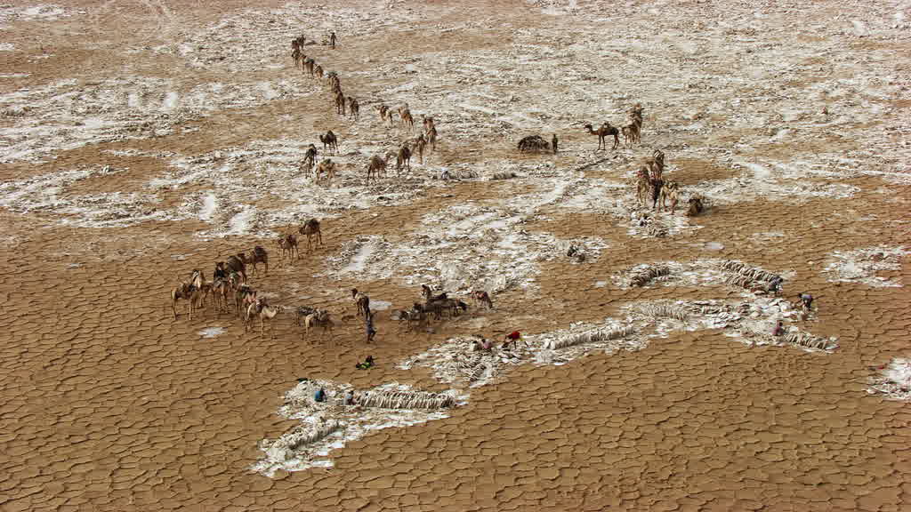 Caravane de dromadaires et exploitation traditionnelle du sel sur le lac Assal