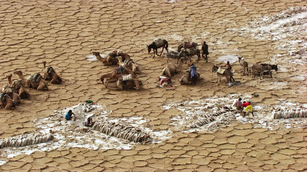 Caravane de dromadaires et exploitation traditionnelle du sel sur le lac Assal
