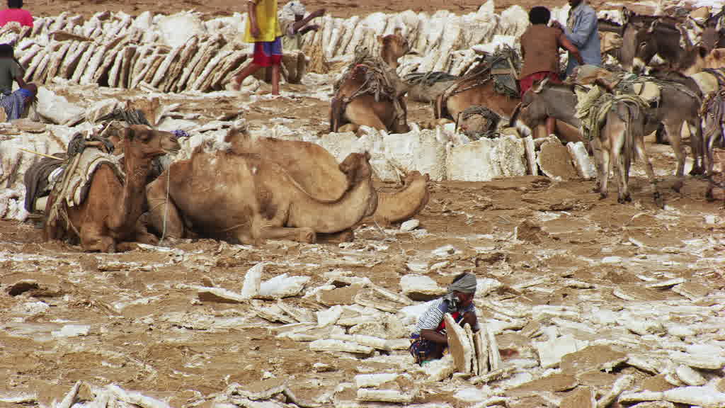 Caravane de dromadaires et exploitation traditionnelle du sel sur le lac Assal