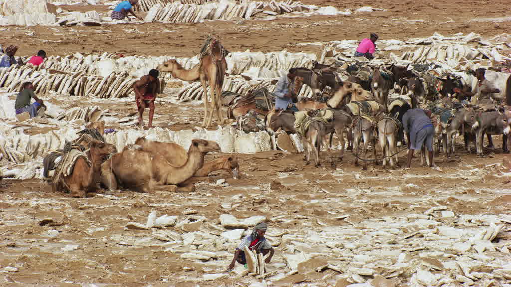 Caravane de dromadaires et exploitation traditionnelle du sel sur le lac Assal