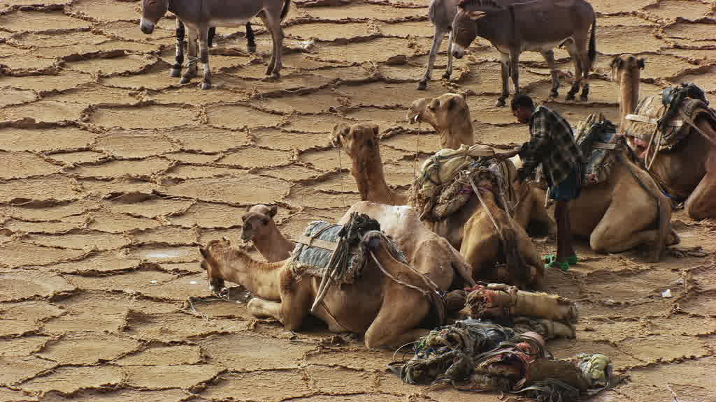 Caravane de dromadaires et exploitation traditionnelle du sel sur le lac Assal